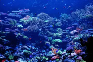 Coral Reef Depths Blue Ocean Wallpaper