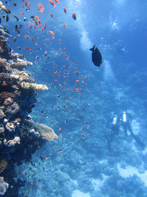 Coral Reef Fish Scuba Divers Wallpaper