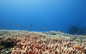 Coral Reef With Fish Swarm.jpg Wallpaper