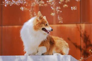 Corgi Against Orange Wall Wallpaper