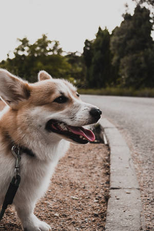 Corgi At Winding Roadside Wallpaper