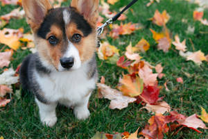 Corgi Autumn Leaves Grass Wallpaper