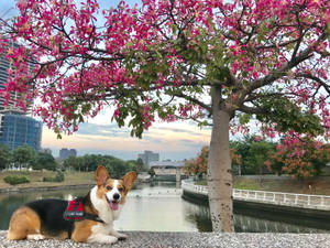 Corgi By The River Wallpaper