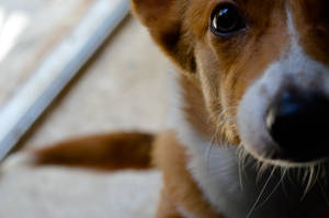 Corgi Cute Face Macro Wallpaper