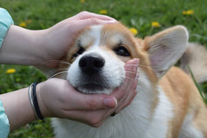 Corgi Face On Hands Close-up Wallpaper