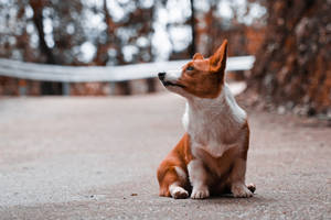 Corgi Head Turn On Pavement Wallpaper