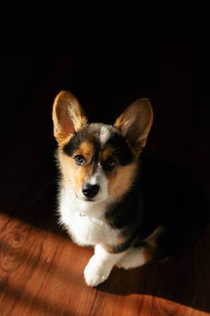 Corgi In Black Shadows Wallpaper