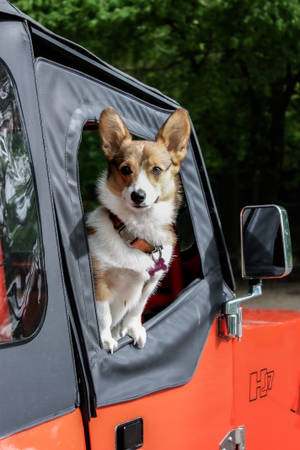 Corgi In Red Jeep Window Wallpaper