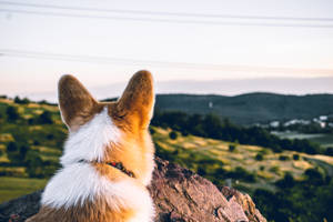 Corgi Looking Over Mountains Wallpaper