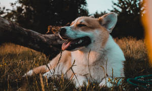 Corgi Lying On Grass Field Wallpaper