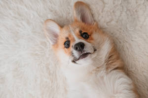 Corgi Lying On White Fur Wallpaper