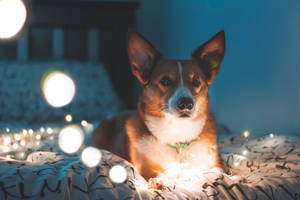 Corgi On Bed Lights Wallpaper