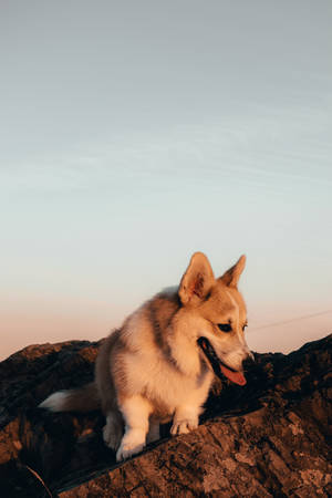 Corgi On Brown Rock Sunset Wallpaper