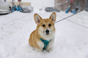 Corgi On City Street Snow Wallpaper