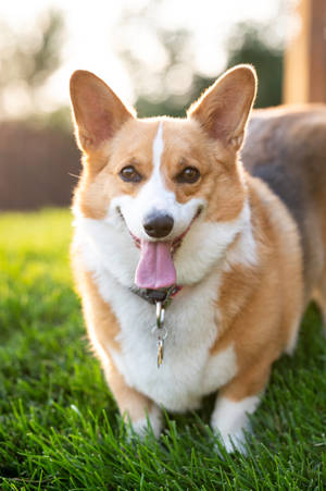 Corgi On Grass Close-up Wallpaper