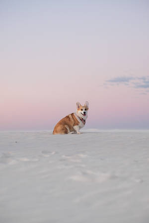 Corgi On Snow Sunset Aesthetic Wallpaper