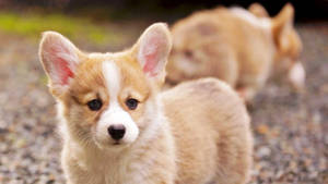 Corgi Puppies Wallpaper