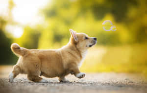 Corgi Puppy Chasing Bubble Wallpaper