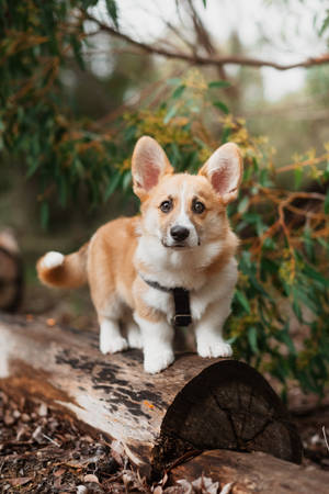 Corgi Puppy On Wood Log Wallpaper