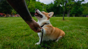 Corgi Shaking Hands On Grass Wallpaper