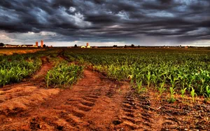 Corn Farm Agriculture Wallpaper