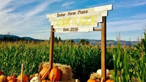 Corn Maze Entrance Sign Pumpkins Field Wallpaper