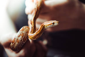 Corn Snake Awesome Animal Wallpaper