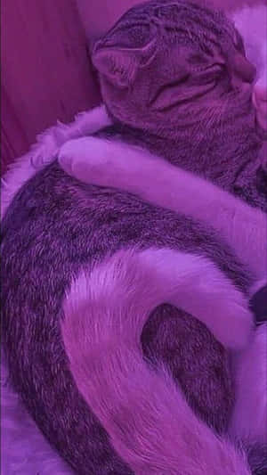 Corresponding Hug Between Two Cats Wallpaper