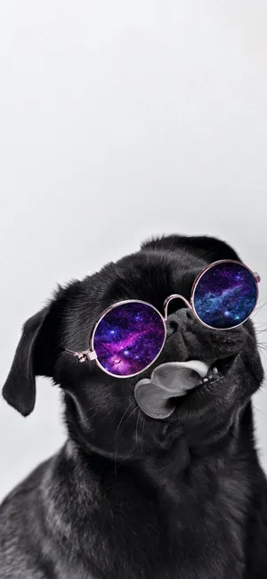 Cosmic_ Pup_with_ Purple_ Sunglasses.jpg Wallpaper