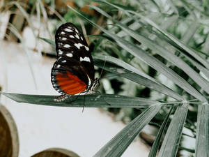 Costa Rican Species Aesthetic Butterfly Wallpaper