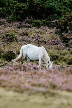 Cottagecore Farm White Horse Wallpaper