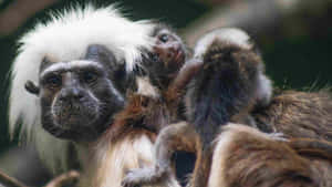 Cotton Top_ Tamarin_ Family_ Moment.jpg Wallpaper