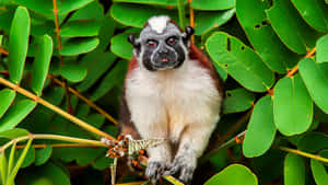 Cotton Top_ Tamarin_in_ Green_ Foliage.jpg Wallpaper