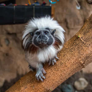 Cotton Top_ Tamarin_ On_ Branch.jpg Wallpaper