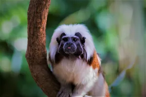 Cotton Top_ Tamarin_ Perched_on_ Branch.jpg Wallpaper