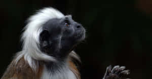 Cotton Top_ Tamarin_ Profile Wallpaper