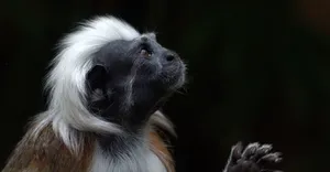 Cotton Top_ Tamarin_ Profile Wallpaper