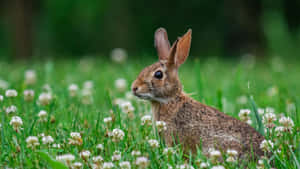 Cottontail Rabbitin Fieldof Flowers.jpg Wallpaper