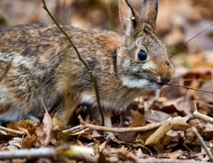 Cottontail Rabbitin Forest Floor Debris Wallpaper