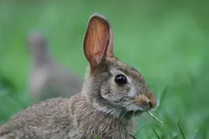 Cottontail Rabbitin Grass Wallpaper