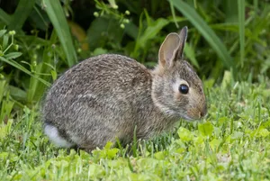 Cottontail Rabbitin Grass Wallpaper