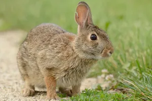 Cottontail Rabbitin Grass Wallpaper