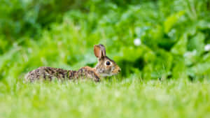 Cottontail Rabbitin Grass Wallpaper