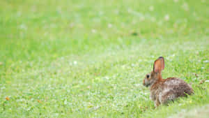 Cottontail Rabbitin Grass Wallpaper