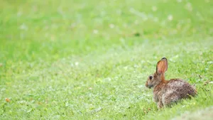 Cottontail Rabbitin Grass Wallpaper