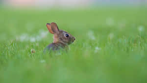 Cottontail Rabbitin Grass Wallpaper