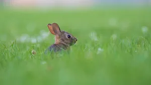 Cottontail Rabbitin Grass Wallpaper