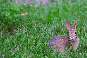 Cottontail Rabbitin Grass.jpg Wallpaper