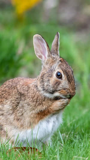 Cottontail Rabbitin Grass.jpg Wallpaper