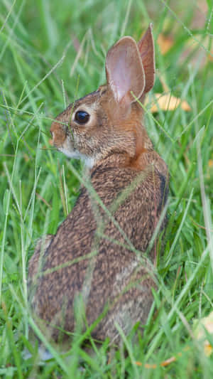 Cottontail Rabbitin Grass.jpg Wallpaper